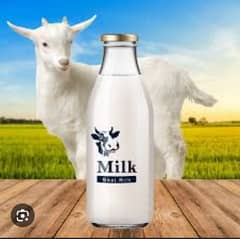 goat milk