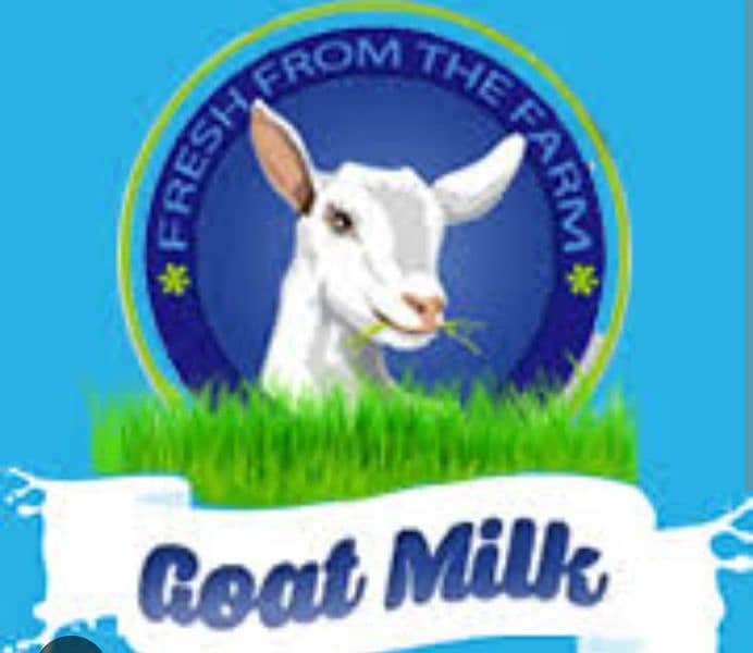 goat milk all rasheed goats home 1