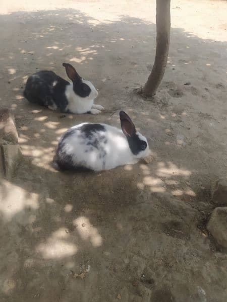 2/3 months age Rabbit pair for sale 1