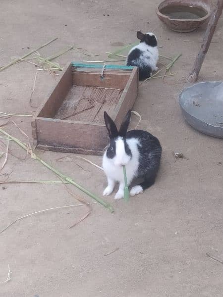 2/3 months age Rabbit pair for sale 5