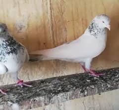 Pigeons Breeder Madian Pairs & Bachay available for sale 0308-5000940