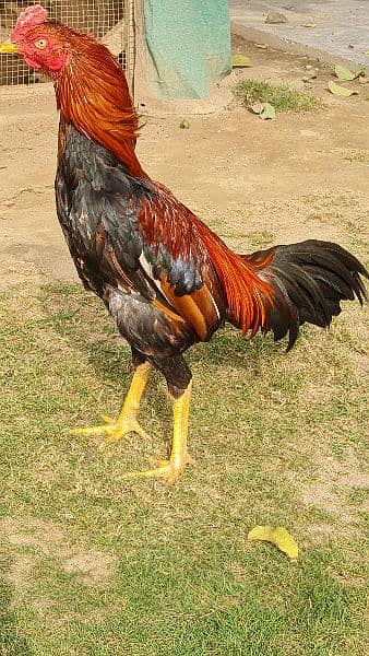 Aseel Hen for sale 15