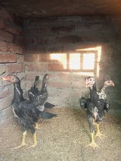 pure shamo chicks for sale age 3 month