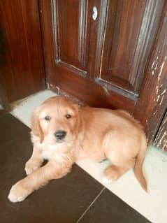 Fully vaccinated Golden retriever