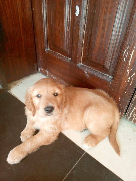 Fully vaccinated Golden retriever 0