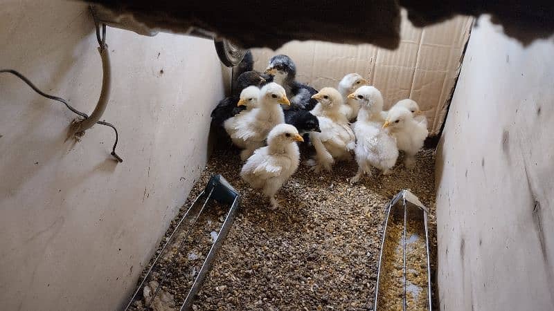 White Bantam chicks 1 month age 1
