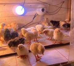golden misri chicks for sale and astralop 25 days chicks 03077376685