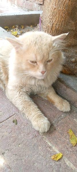 double coat Persian cat for sale 3