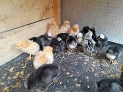 Polish and heavy buff chicks. . . . . 03096360200