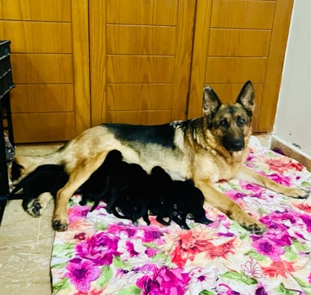 GSD pups 0