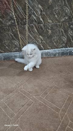 kitten for sale (age two months)