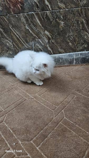 kitten for sale (age two months) 1