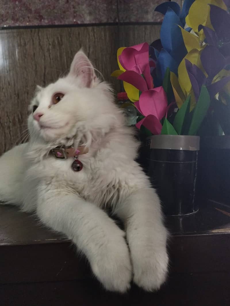 White persain dubble coat male kitten 0