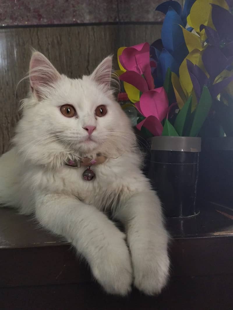 White persain dubble coat male kitten 1