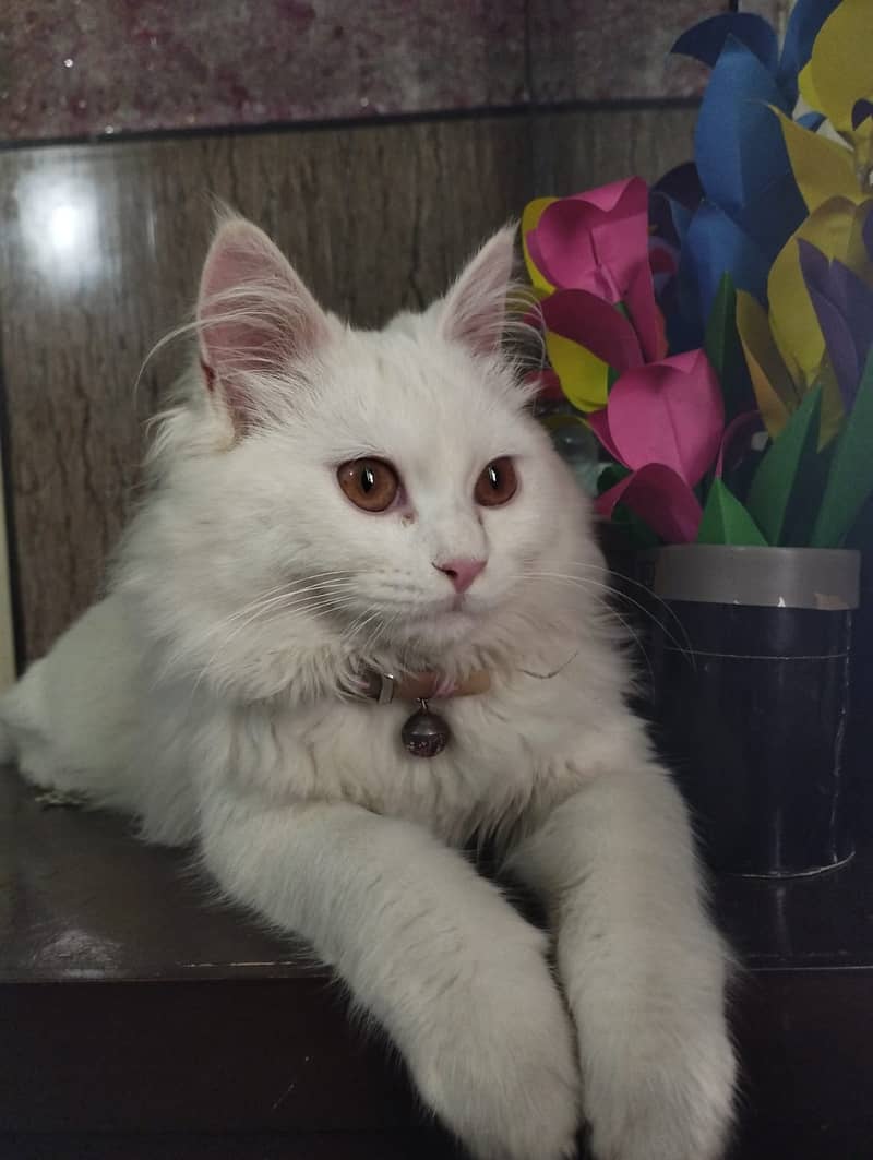 White persain dubble coat male kitten 4