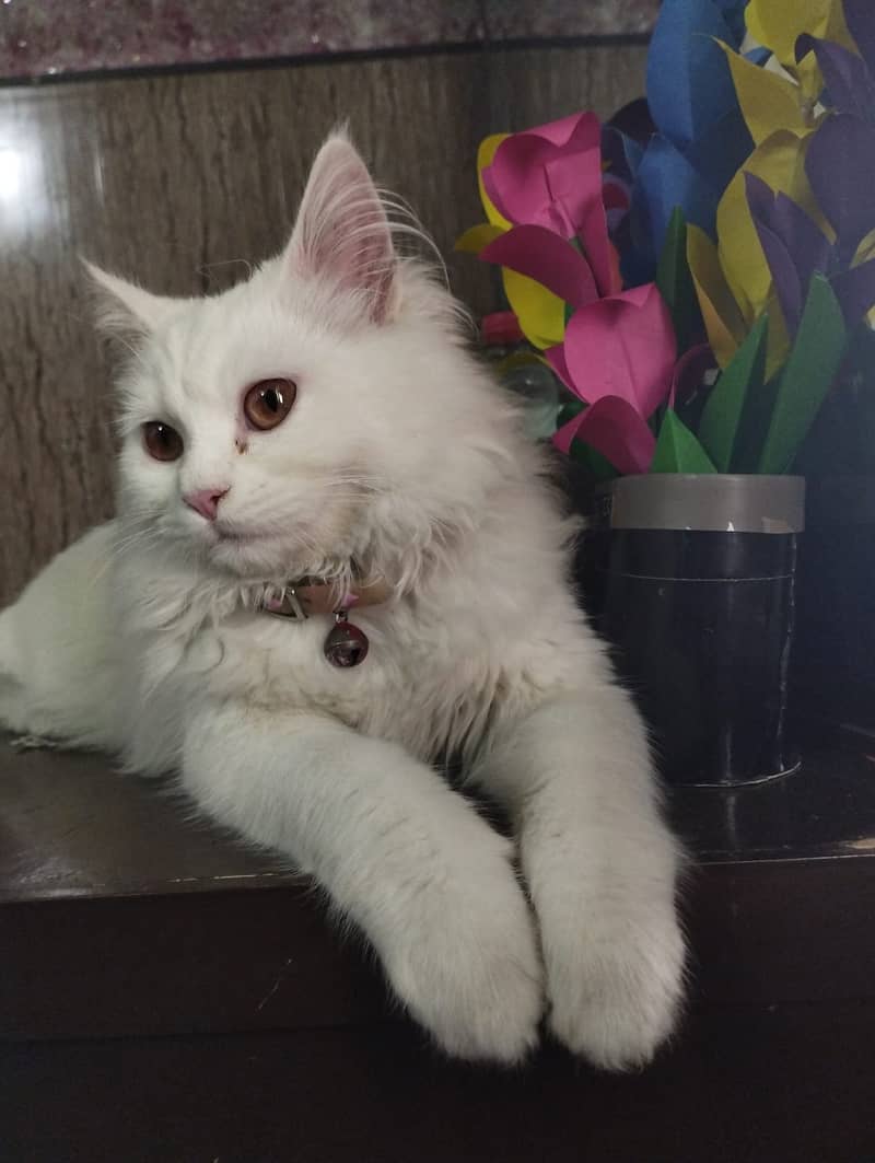 White persain dubble coat male kitten 5