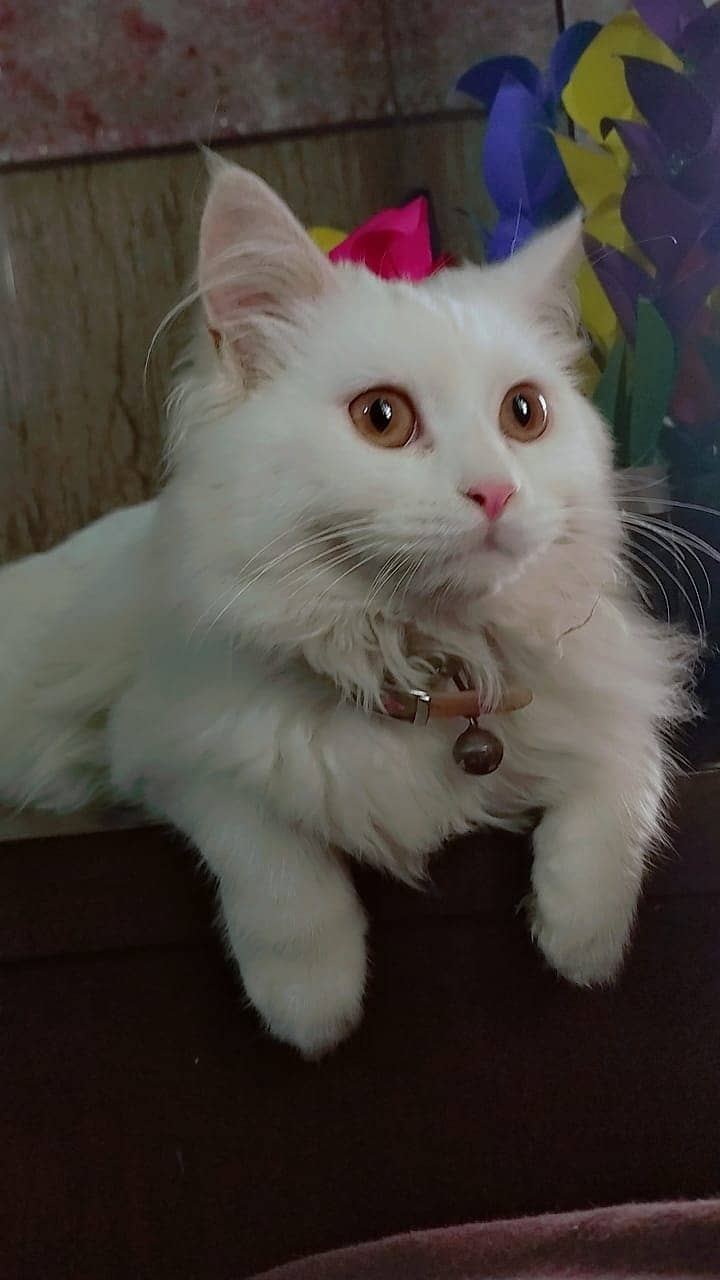 White persain dubble coat male kitten 7