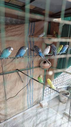 Breeder Love birds in pairs available