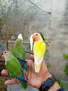 hand tame birds cocktail , lovebird ,sunconure