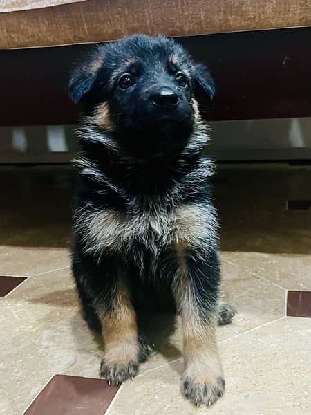 GSD pups 6