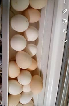 Desi hen fresh eggs available only Rs 350 dozen