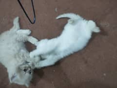 beautiful persian kitten pair. . . healthy,active and playful