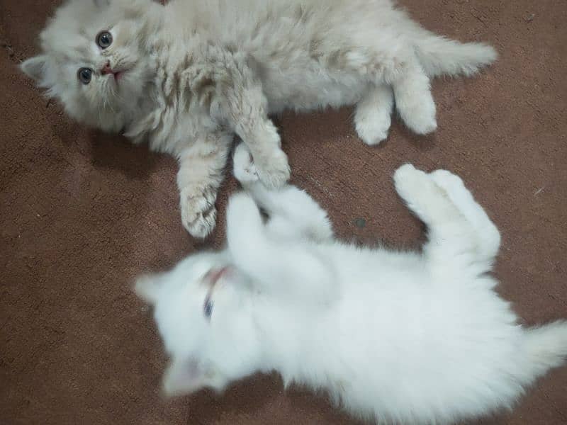 beautiful persian kitten pair. . . healthy,active and playful 3
