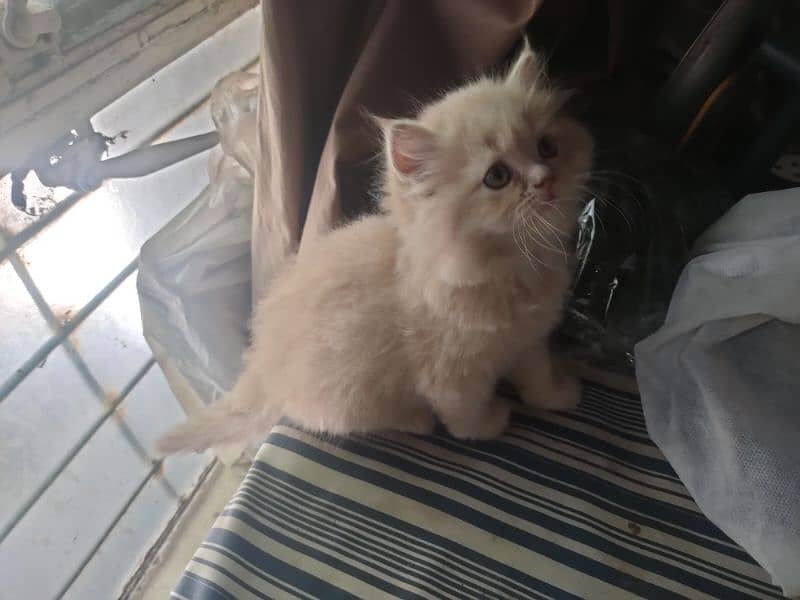 beautiful persian kitten pair. . . healthy,active and playful 7