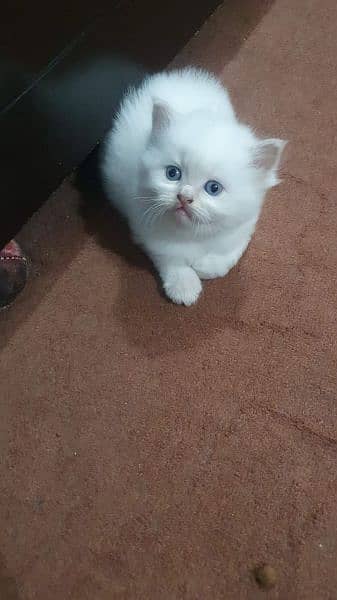 beautiful persian kitten pair. . . healthy,active and playful 8