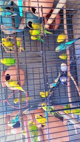 Budgie parrots breeder Male & female 1