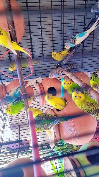Budgie parrots breeder Male & female 2