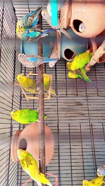 Budgie parrots breeder Male & female 3