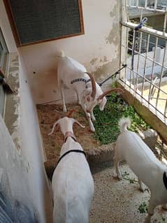 Hyderabadi tapra goat pure white zero size