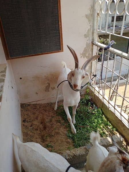 Hyderabadi tapra goat pure white zero size 1