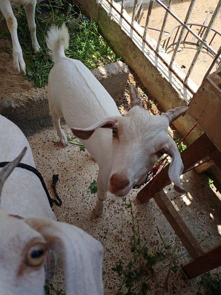 Hyderabadi tapra goat pure white zero size 2