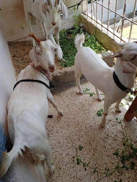 Hyderabadi tapra goat pure white zero size 3