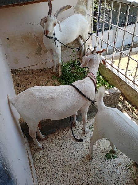 Hyderabadi tapra goat pure white zero size 4