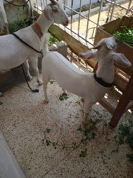 Hyderabadi tapra goat pure white zero size 5