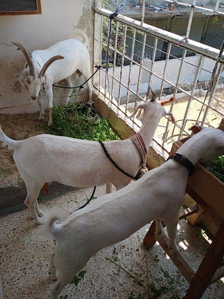 Hyderabadi tapra goat pure white zero size 6