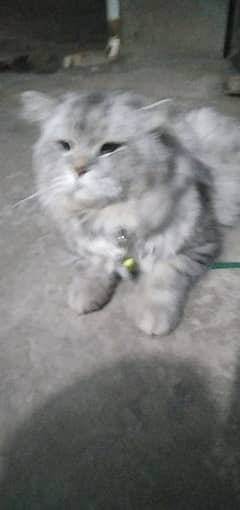 pershion cat