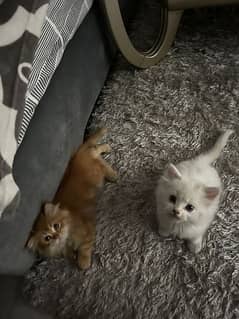 2 Persian cats