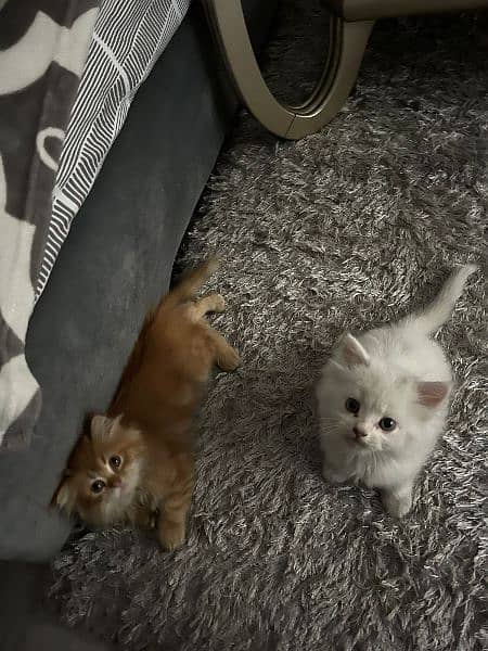 2 Persian cats 0
