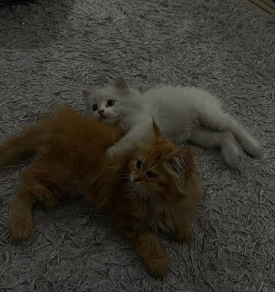 2 Persian cats 2