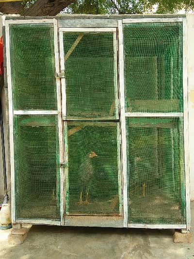Hen Cage || Cage || کھڈا || پنجرہ