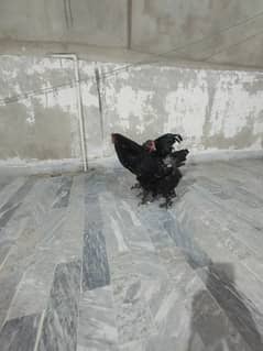 Modlet Bhrama Hens / Chicks / Egg