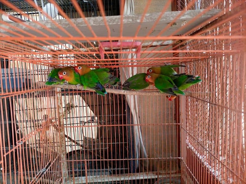 Lovebirds fisher and common Lutino lovebirds 1