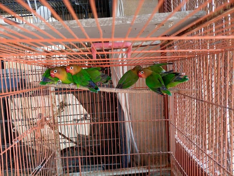 Lovebirds fisher and common Lutino lovebirds 4