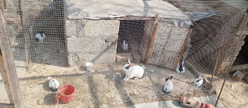 rabbits pair ready to breed 5
