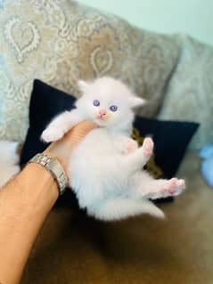 Persian kitten tripple caoted white colour full fluffy kitten