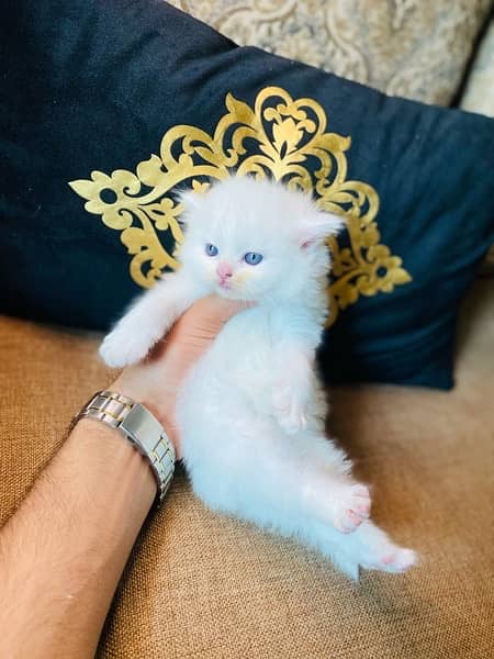 Persian kitten tripple caoted white colour full fluffy kitten 1